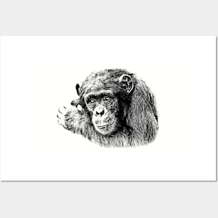 Sad-eyed Chimpanzee for Animal Lovers Posters and Art